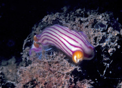 Hypselodoris maridadilus