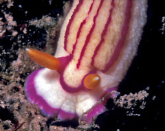 Hypselodoris maridadilus
