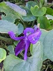Viola odorata