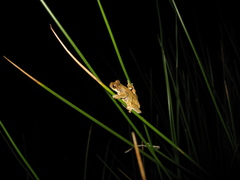 Dendropsophus microps