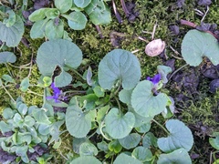 Viola odorata