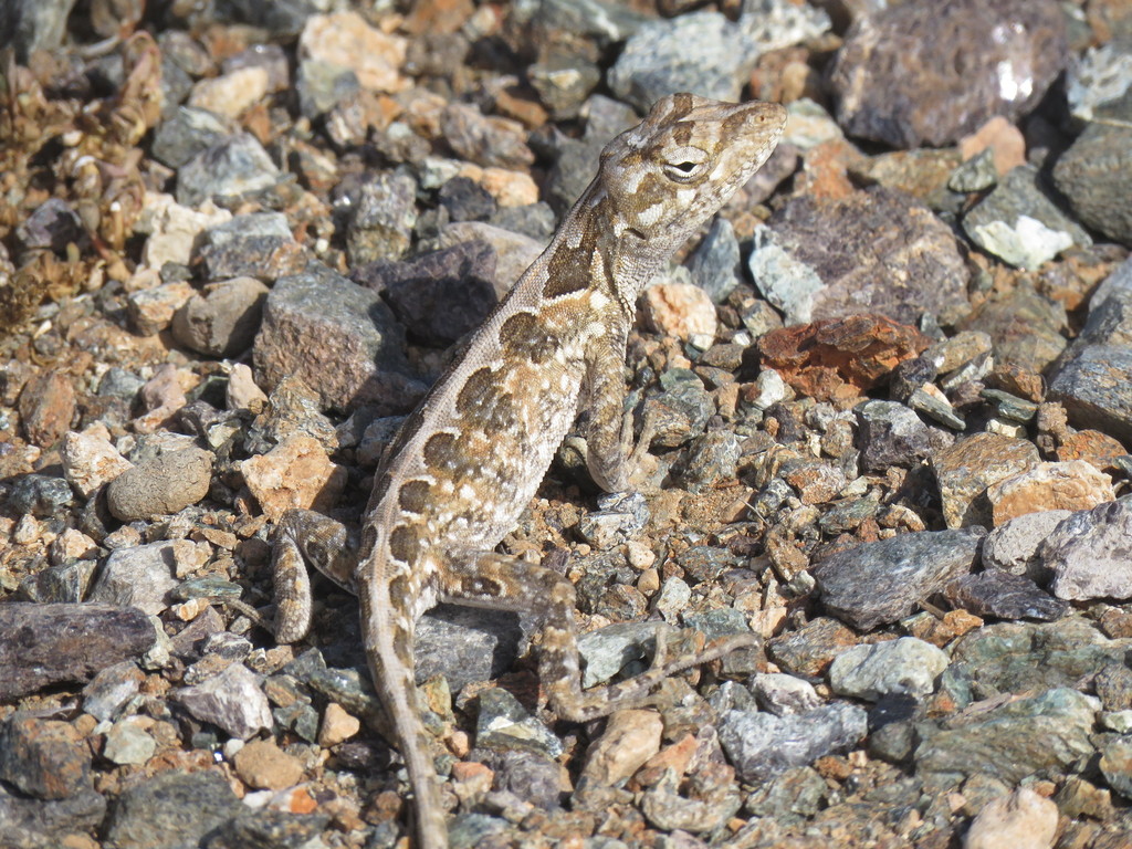 Bulky Anole