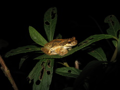 Dendropsophus microps
