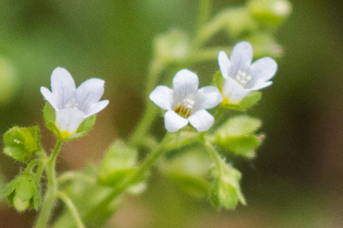 Eucrypta chrysanthemifolia var. chrysanthemifolia