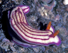 Hypselodoris maridadilus