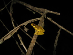 Dendropsophus microps