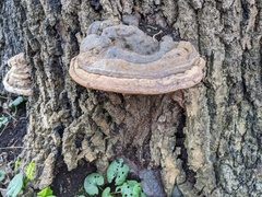 Ganoderma