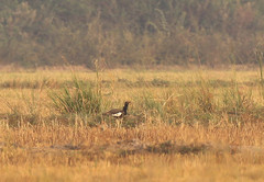 Houbaropsis bengalensis