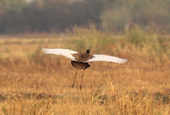 Houbaropsis bengalensis
