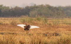 Houbaropsis bengalensis