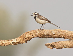 Motacilla samveasnae