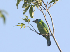 Psilopogon annamensis
