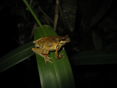 Dendropsophus microps