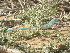 Cnemidophorus splendidus