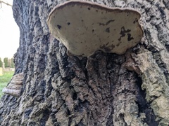 Ganoderma
