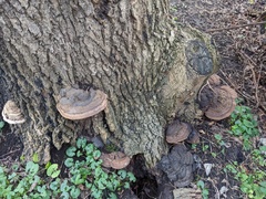 Ganoderma