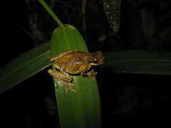 Dendropsophus microps