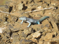 Cnemidophorus splendidus