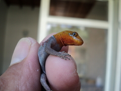 Gonatodes albogularis fuscus