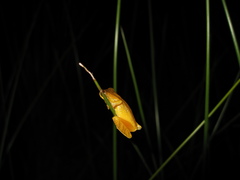 Dendropsophus minutus