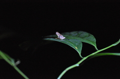 Diasporus diastema