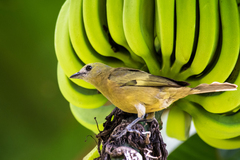 Palm Tanager