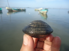 Leukoma asperrima
