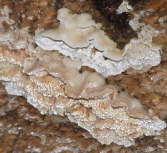 Skeletocutis amorpha