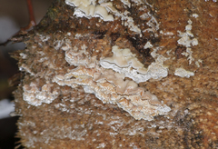 Skeletocutis amorpha