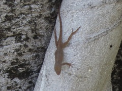 Anolis cristatellus
