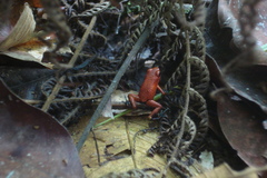 Oophaga pumilio