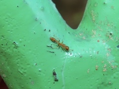 Pseudomyrmex simplex
