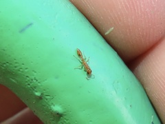 Pseudomyrmex simplex