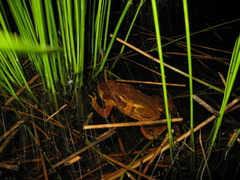 Rhinella ornata