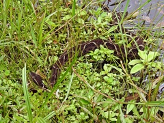 Bothrops jararacussu
