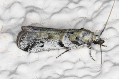 Laetilia dilatifasciella