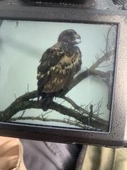 Haliaeetus leucocephalus