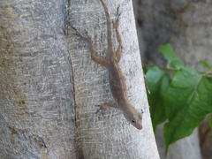 Anolis