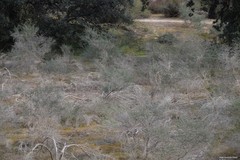 Adenocarpus complicatus