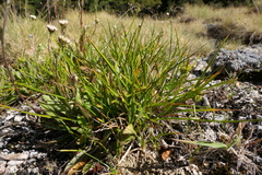 Carex flaviformis