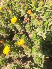 Haplopappus foliosus