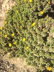 Haplopappus foliosus