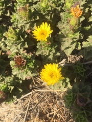 Haplopappus foliosus