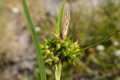 Carex flaviformis