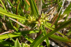 Carex flaviformis