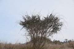 Adenocarpus complicatus