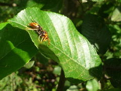 Vespula orbata