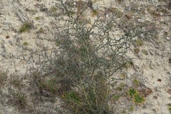 Adenocarpus complicatus