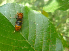 Vespula orbata
