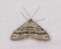 Scopula lydia